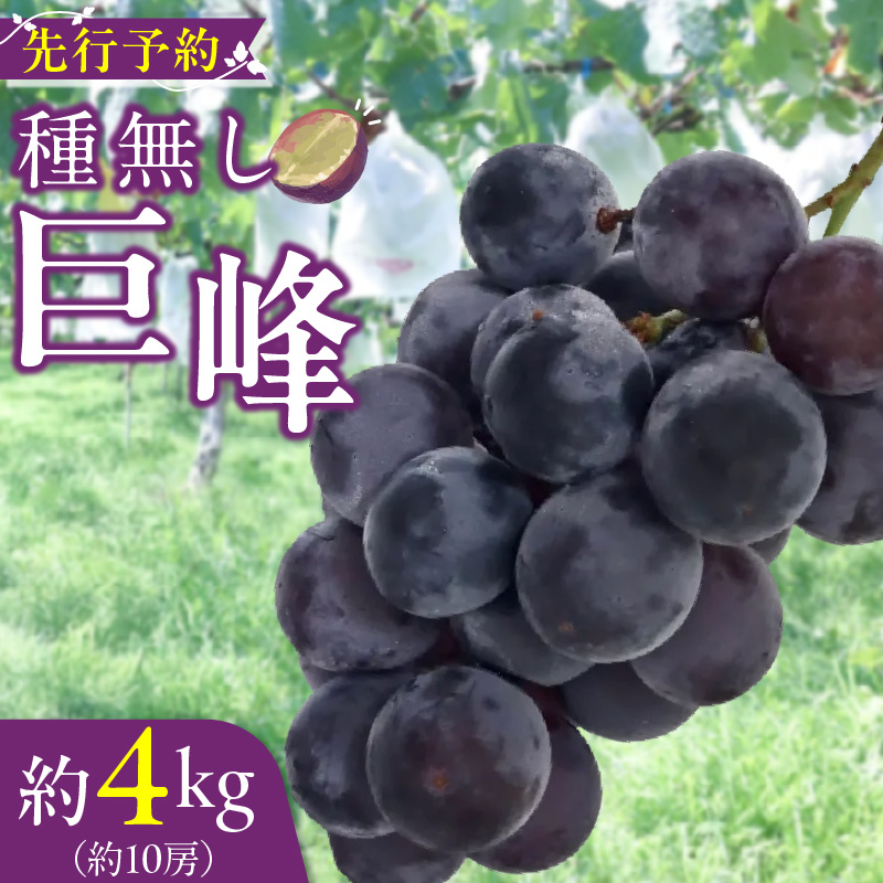 種無し巨峰 約4kg（約10房） 2026年 先行予約 種なしぶどう