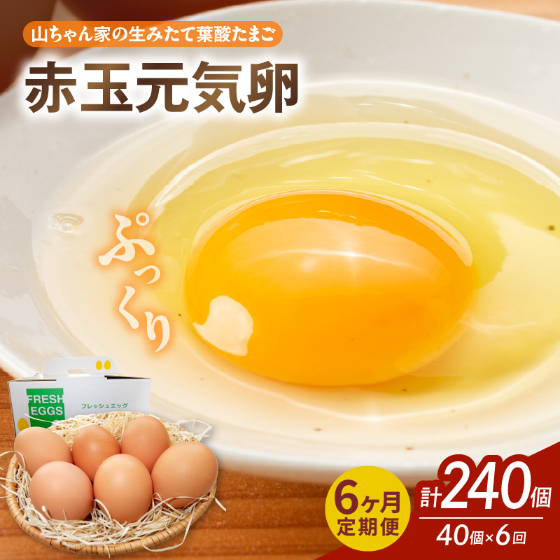 【6ヶ月定期便】【山ちゃん家の生みたて葉酸たまご】赤玉元気卵（40個入り）