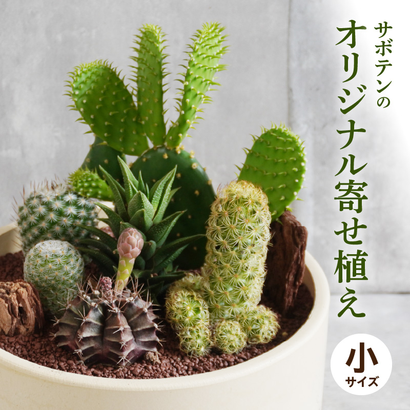 サボテンのオリジナル寄せ植え（小）