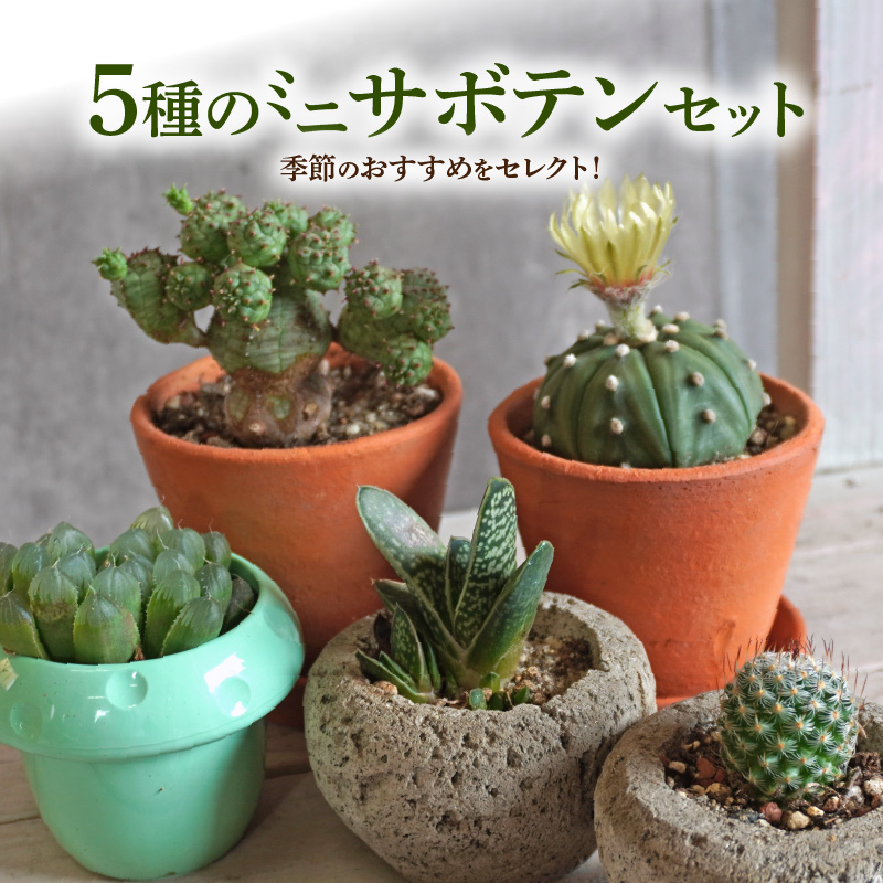 ミニ サボテン セット（5種）