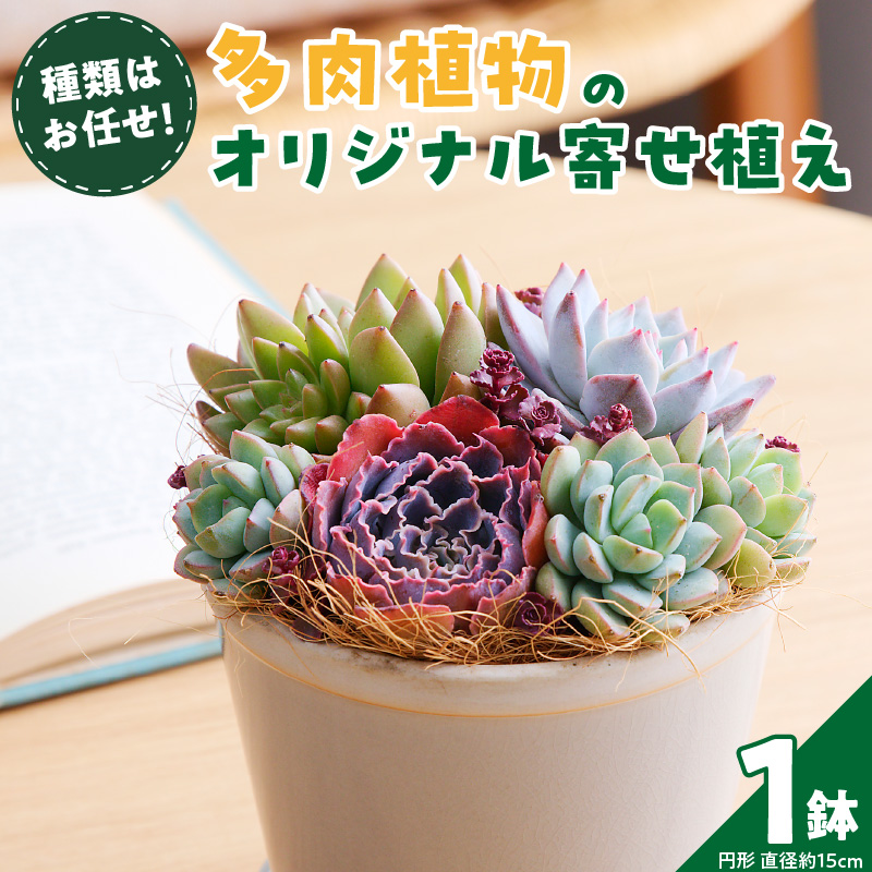 【佳花園】多肉植物のオリジナル寄せ植え