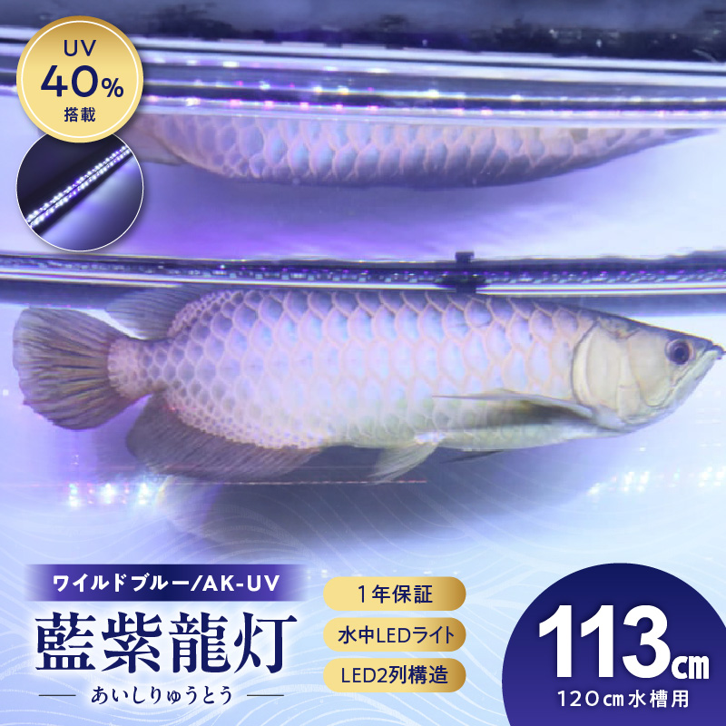 スリム&高耐久!金龍を美しく、UV-Aチップ配合の水中LED|AK-120UV-EX 藍
