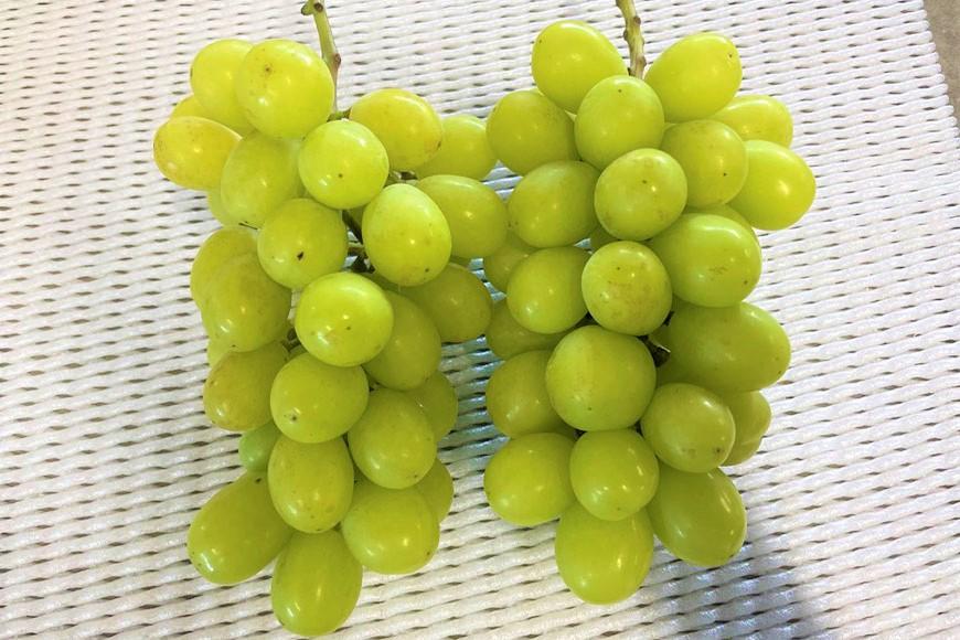 ★お届けは2026年8月から！★産地直送 シャインマスカット約２キロ入り