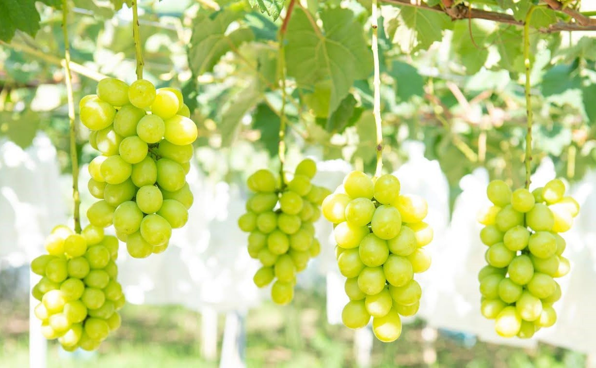 ★お届けは2026年8月から！★ 　産地直送 シャインマスカット約1キロ入り