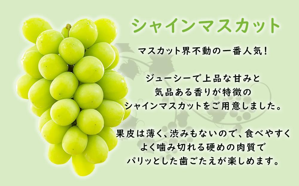 【2026年先行予約・数量限定】朝採り シャインマスカット 訳あり品 約１kg＜2026年8月中旬～発送＞
