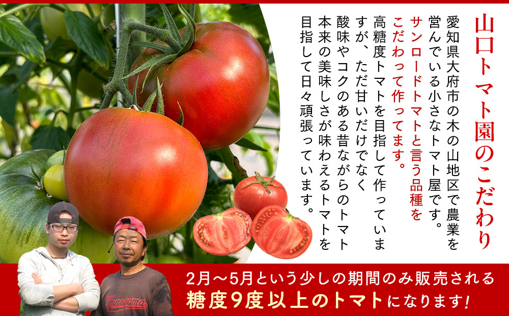 【先行予約 2026年2月～5月出荷予定／限定50箱】全国トマト選手権銅賞受賞トマト『銀丸山口トマト』高糖度トマト　L~Mサイズ