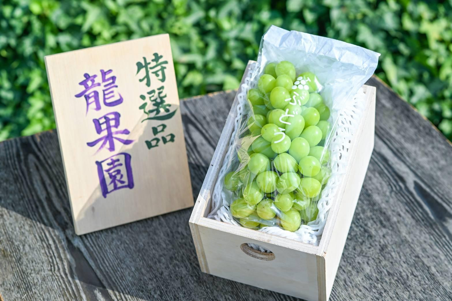 通常の1.5倍サイズ！良味・大房！　完熟シャインマスカット（特撰品）900g