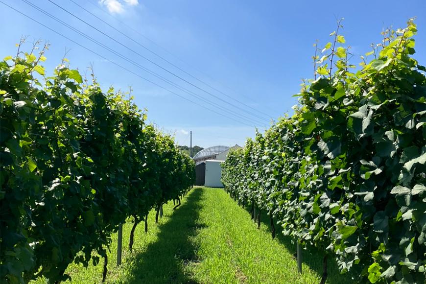 【シャルドネOBU2021使用ロゼワイン】ルビーチューズディ 750ml 1本