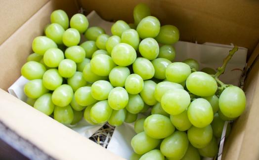 ★2026年7月下旬より順次発送★朝採りシャインマスカット（3～4房入り）