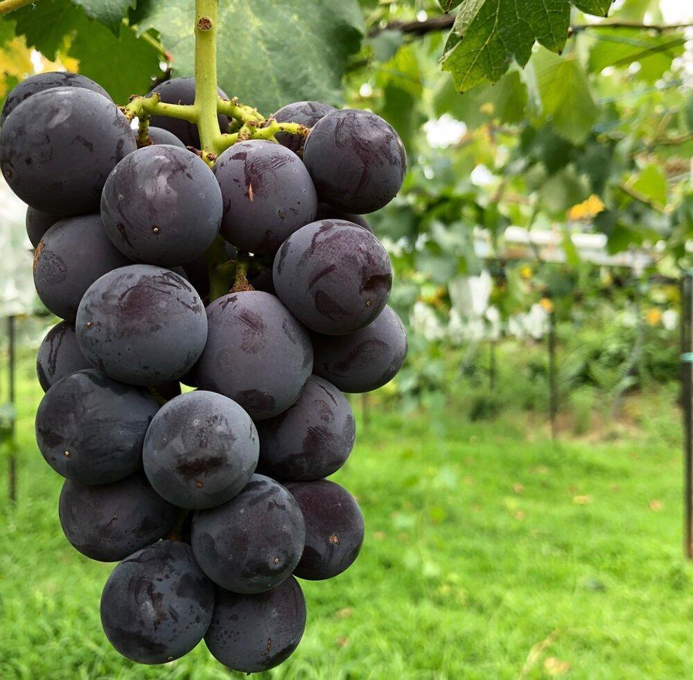 【2026年度_先行予約】【ご家庭用】巨峰（種あり）約1kg〔2026年8月上旬より順次発送〕