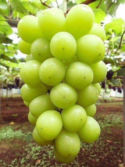 【2026年度_先行予約】【ご家庭用】シャインマスカット 約1kg〔2026年8月中旬より順次発送〕