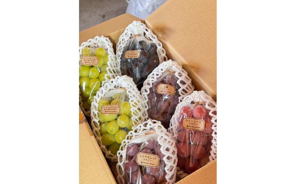 【2026年度_先行予約】【ご家庭用】ぶどう食べ比べセット 約3kg〔2026年8月中旬より順次発送〕