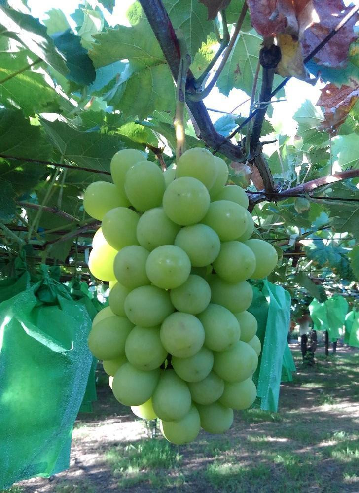 【先行予約】【数量限定】 シャインマスカット 約2kg 〔2026年8月上旬より順次発送〕