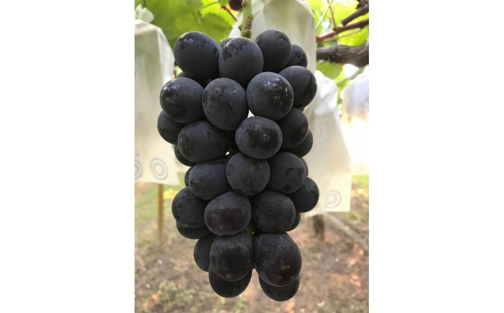 おすすめぶどう三房セット　約2kg（巨峰、シャインマスカット、クイーンニーナ）