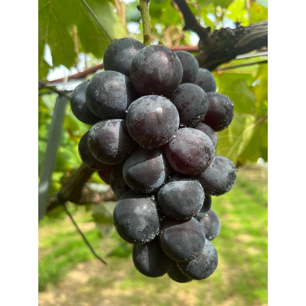 シャインマスカットも楽しめる ぶどう狩りチケット　ファミリープラン 大人２名 こども１名