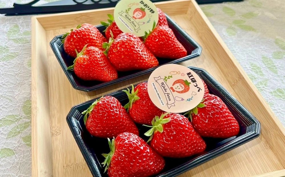 【先行予約・数量限定】【贈答用・3L~4Lサイズ・大粒】紅ほっぺいちご500g（朝採れ完熟 約250g×2P）