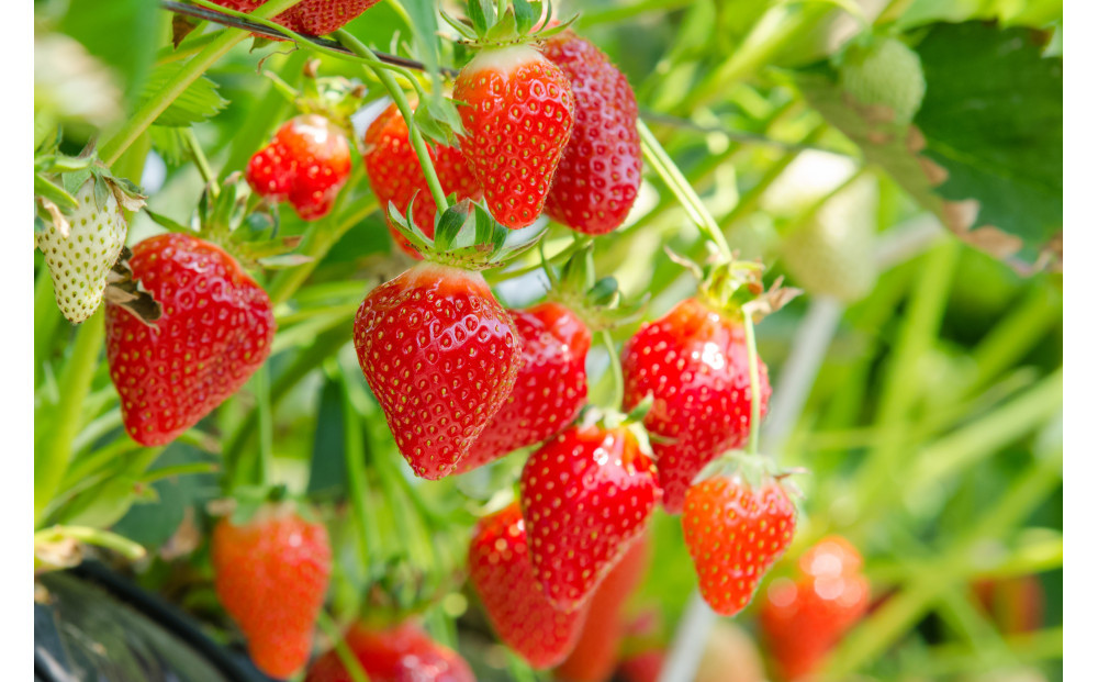 2025年12月～2026年4月末までお届け　こだわり栽培　いちご　すず