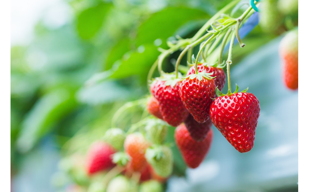 こだわり栽培　いちご　おいCベリー　【2025年12月～2026年4月末までお届け】