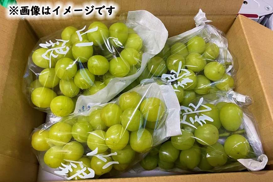 ★お届けは2026年8月から！★産地直送 シャインマスカット約２キロ入り
