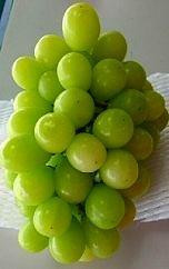 ★お届けは2026年8月から！★ 　産地直送 シャインマスカット約1キロ入り