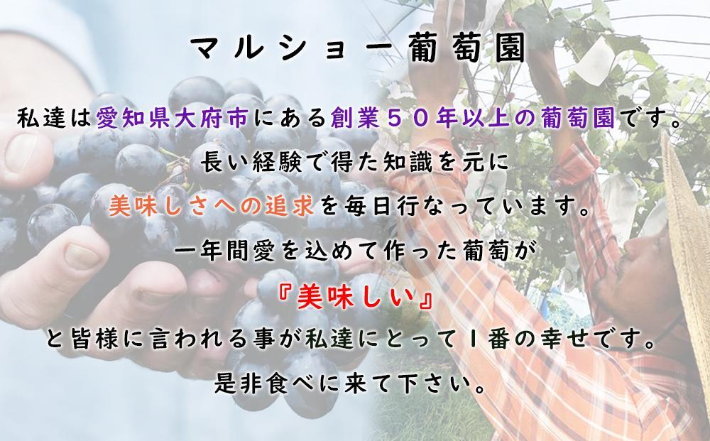 【2026年先行予約・数量限定】朝採り 巨峰「種なし」 訳あり品 約２kg＜2026年8月中旬～発送＞