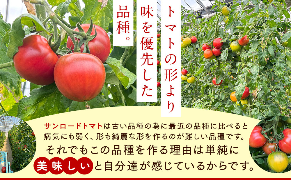 【先行予約 2026年2月～5月出荷予定／限定50箱】全国トマト選手権銅賞受賞トマト『銀丸山口トマト』高糖度トマト　L~Mサイズ
