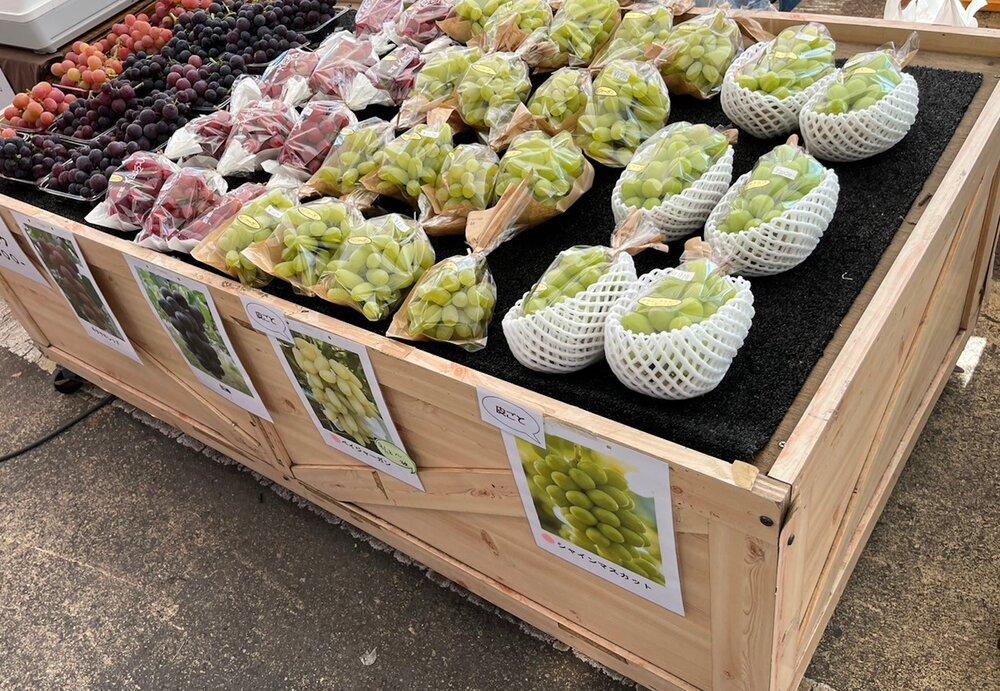 【2026年度_先行予約】【ご家庭用】シャインマスカット 約2kg〔2026年8月中旬より順次発送〕