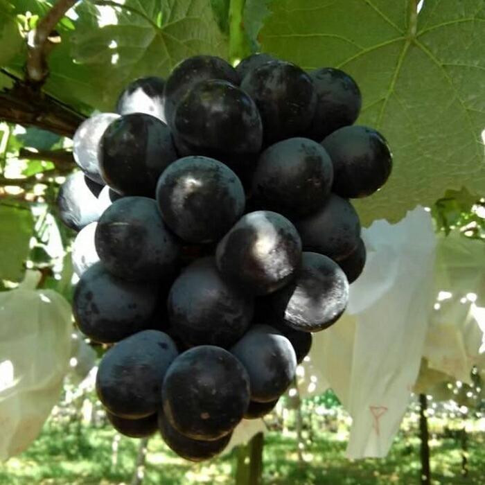 【先行予約】【数量限定】ナガノパープル 約2kg 〔2025年8月下旬より順次発送〕