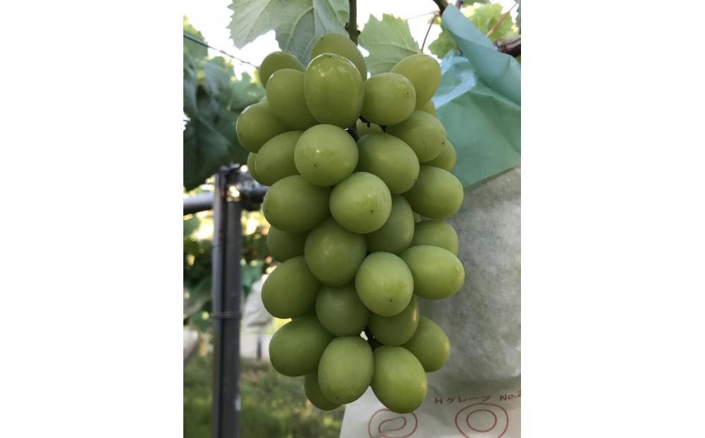 おすすめぶどう三房セット　約2kg（巨峰、シャインマスカット、クイーンニーナ）