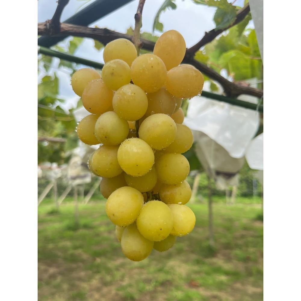 シャインマスカットも楽しめる ぶどう狩りチケット　ペアープラン 大人２名