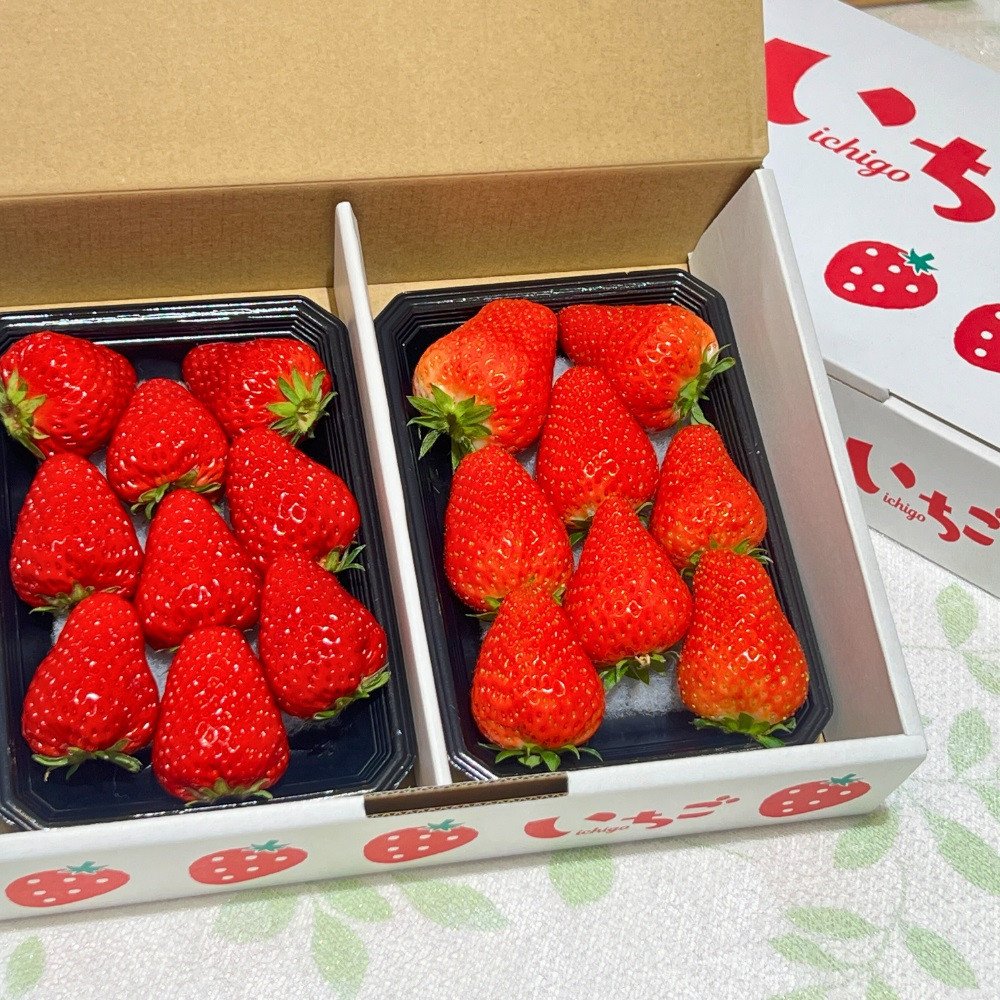 【先行予約・数量限定】【贈答用・3L~4L大粒・食べ比べ】紅ほっぺ＆かおり野セット500g（朝採れ完熟 約250g×2P）