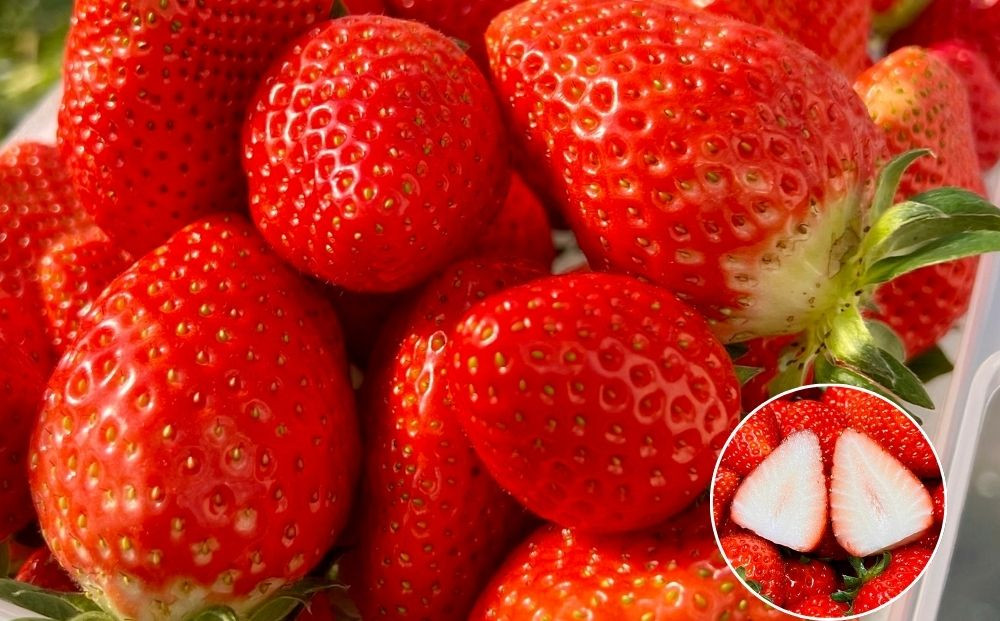 【先行予約・数量限定】【贈答用・3L~4Lサイズ・大粒】かおり野いちご500g（朝採れ完熟 約250g×2P）