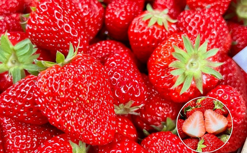 【先行予約・数量限定】【贈答用・3L~4Lサイズ・大粒】紅ほっぺいちご500g（朝採れ完熟 約250g×2P）