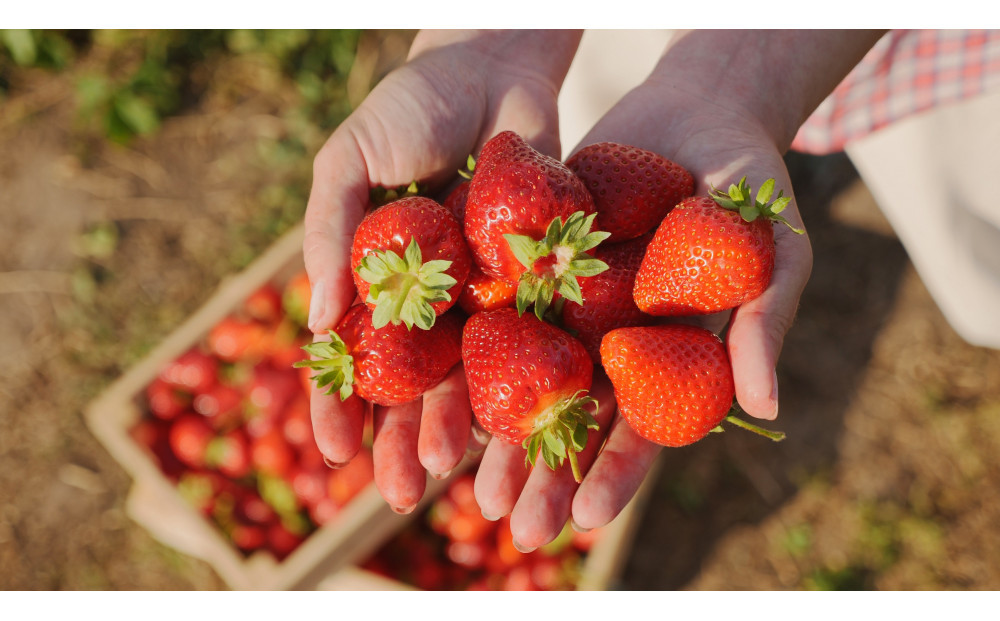 こだわり栽培　いちご　おいCベリー　【2025年12月～2026年4月末までお届け】