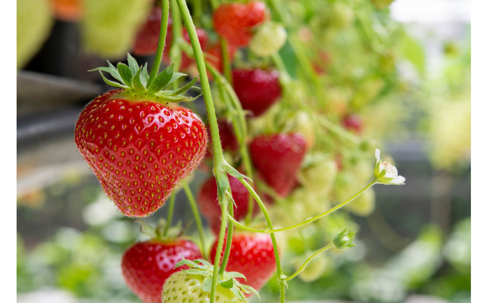 こだわり栽培　いちご　【食べ比べ】　はるひ（1pac) x　ゆめのか(1pac)【2025年12月～2026年4月末までお届け】
