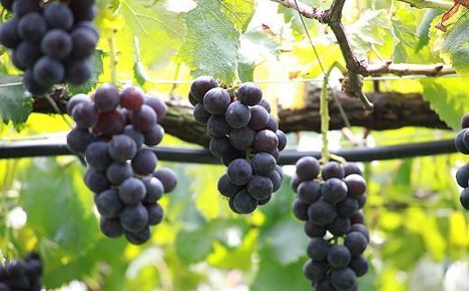 【2025年発送】シャインマスカット＋お任せぶどう 1.5kg（2～3房）