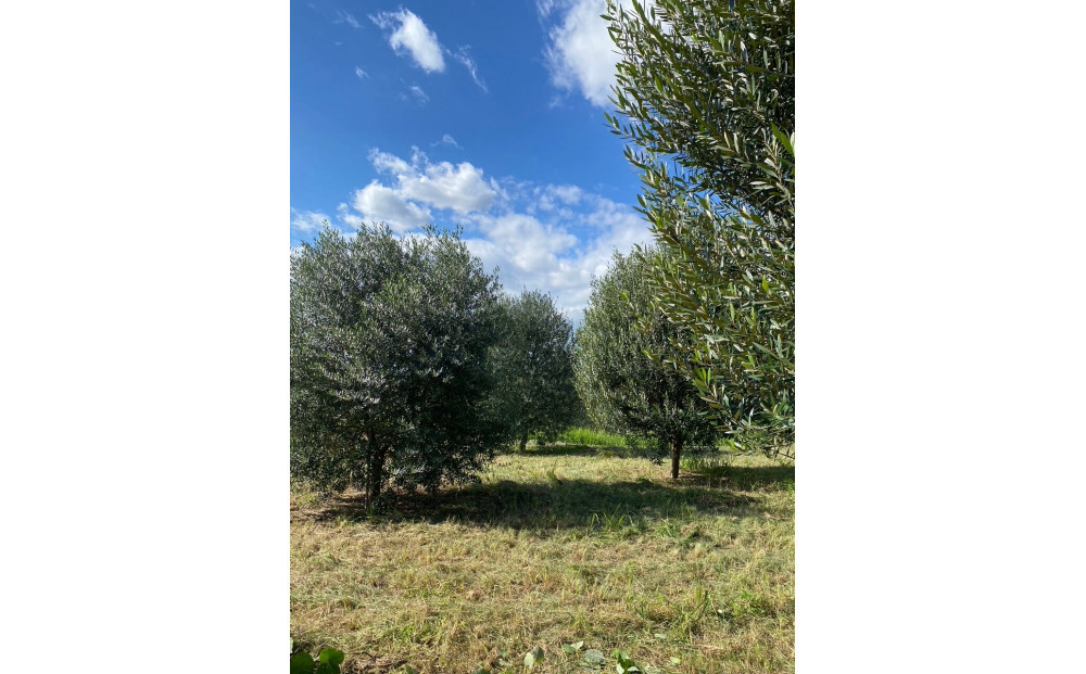 オリーブ箸と知多木綿の箸ケースセット