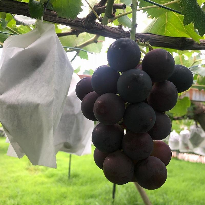 【2026年先行予約・数量限定】朝採り 巨峰「種なし」 約１kg＜2026年8月中旬～発送＞