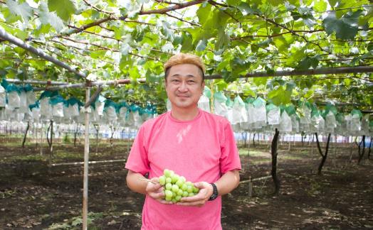 ★2026年7月下旬より順次発送★朝採りシャインマスカット（3～4房入り）