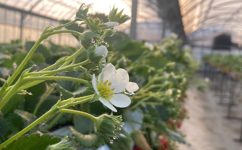 先行予約・数量限定！ 採れたて完熟いちご【かおり野・よつぼし・ベリーポップすず・恋みのり】 9粒～20粒×2箱