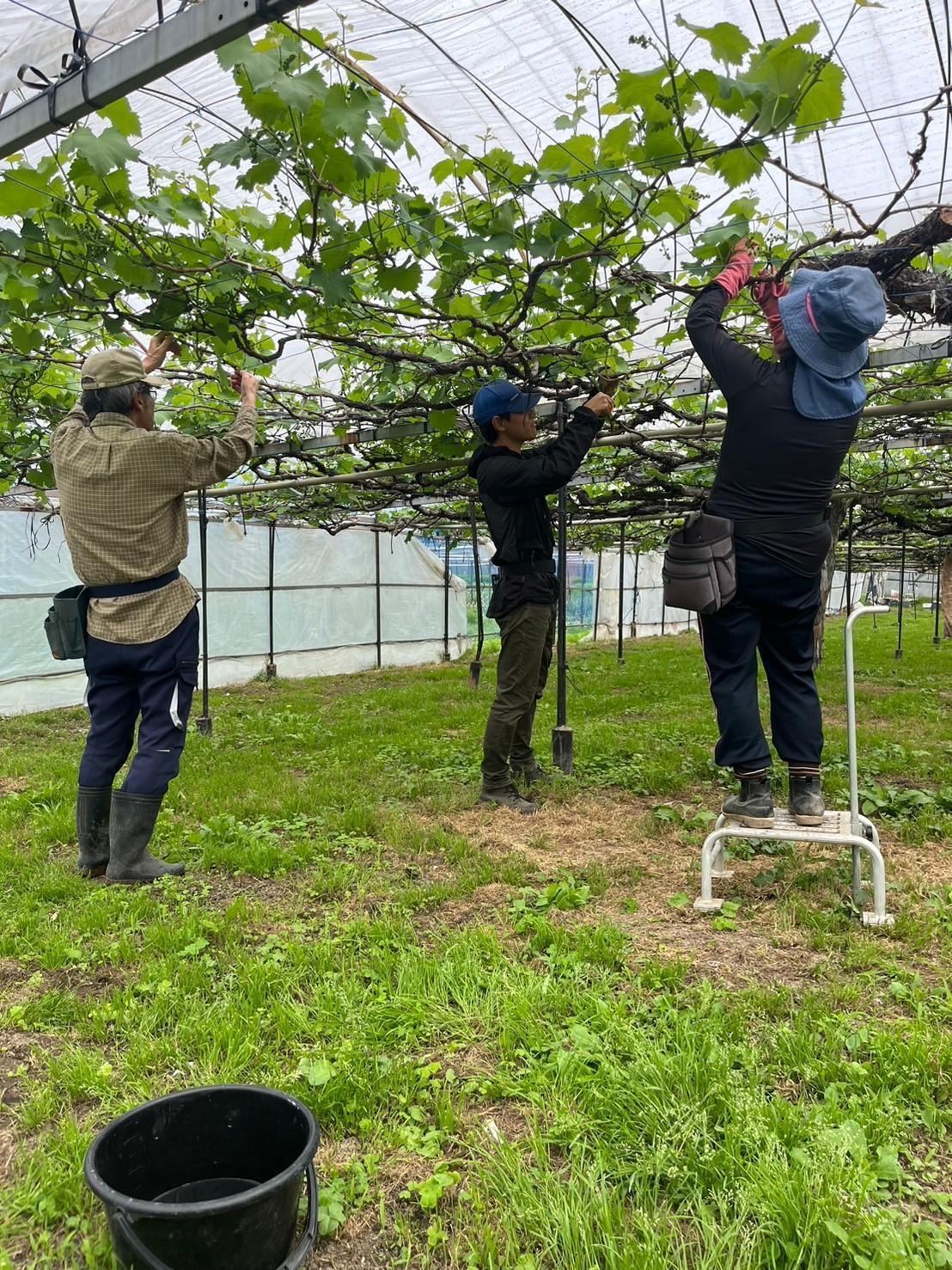 【2026年度_先行予約】【ご家庭用】シャインマスカット 約1kg〔2026年8月中旬より順次発送〕