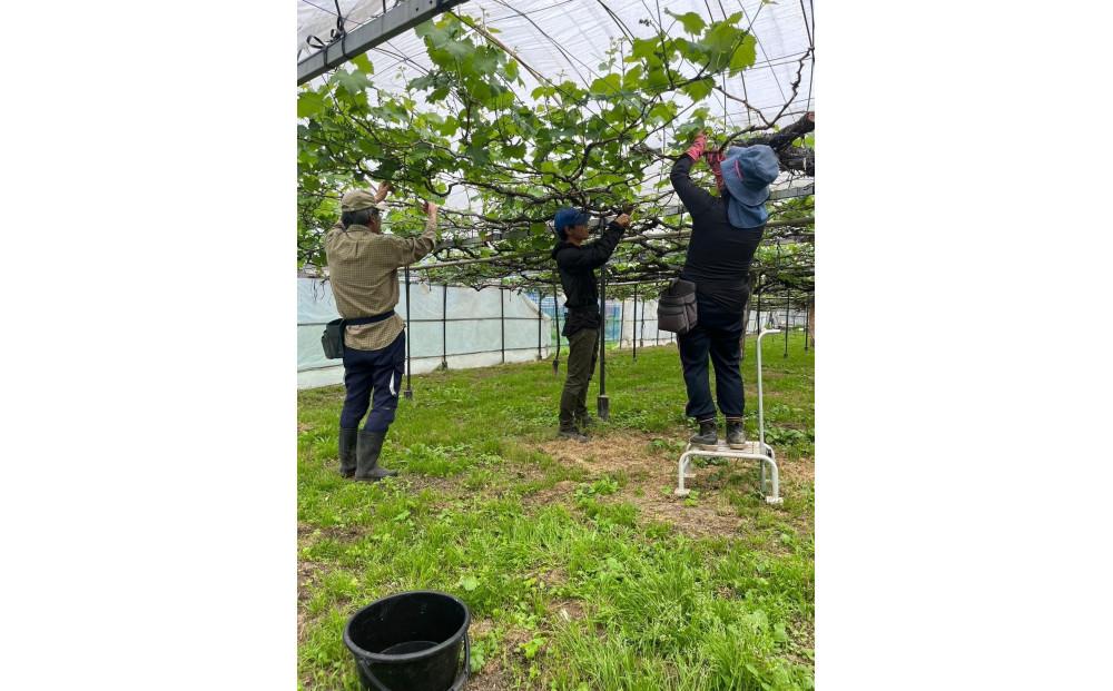 【2026年度_先行予約】【ご家庭用】ぶどう食べ比べセット 約4kg〔2026年8月中旬より順次発送〕