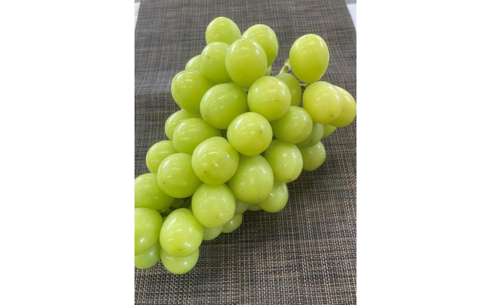 【先行予約2025年8月頃発送】大府市産　シャインマスカット1.4kg(2～3房入）