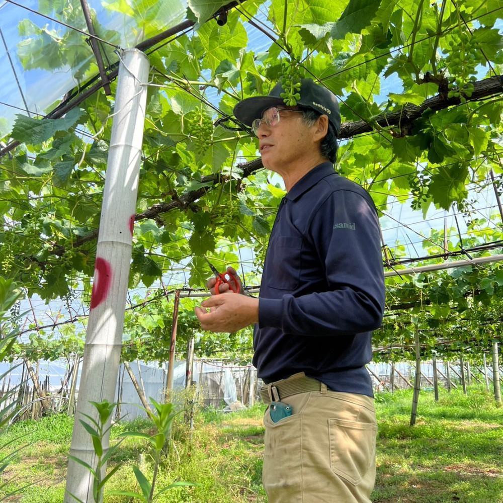 【先行予約】【数量限定】ナガノパープル 約2kg 〔2025年8月下旬より順次発送〕