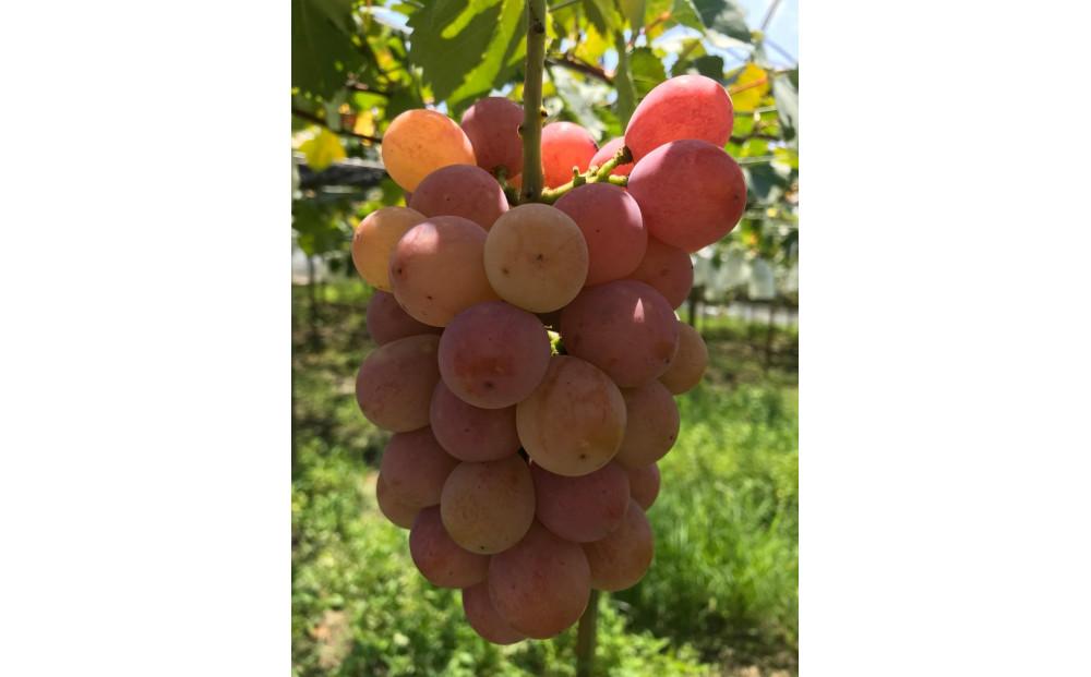 おすすめぶどう三房セット　約2kg（巨峰、シャインマスカット、クイーンニーナ）