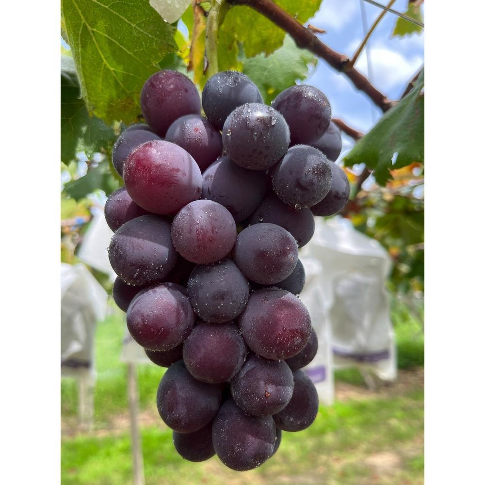 シャインマスカットも楽しめる ぶどう狩りチケット　ファミリープラン 大人２名 こども１名