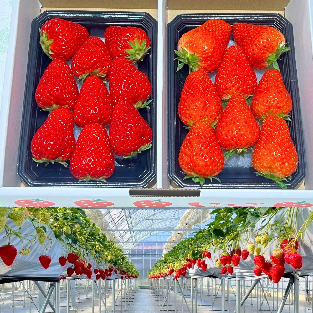 【先行予約・数量限定】【贈答用・3L~4L大粒・食べ比べ】紅ほっぺ＆かおり野セット500g（朝採れ完熟 約250g×2P）