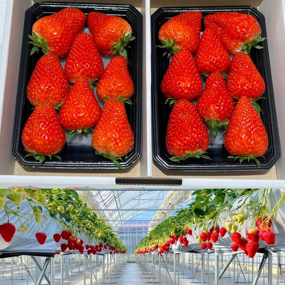 【先行予約・数量限定】【贈答用・3L~4Lサイズ・大粒】かおり野いちご500g（朝採れ完熟 約250g×2P）