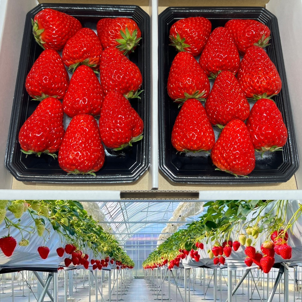 【先行予約・数量限定】【贈答用・3L~4Lサイズ・大粒】紅ほっぺいちご500g（朝採れ完熟 約250g×2P）