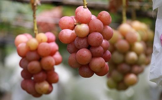 【2025年発送】シャインマスカット＋お任せぶどう 1.5kg（2～3房）